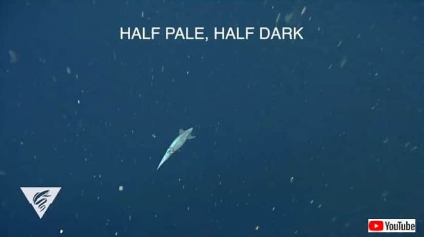 humboldtsquid8_640