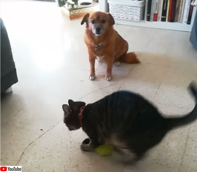 これは新しい！テニスボールの遊び方を犬に伝授する猫