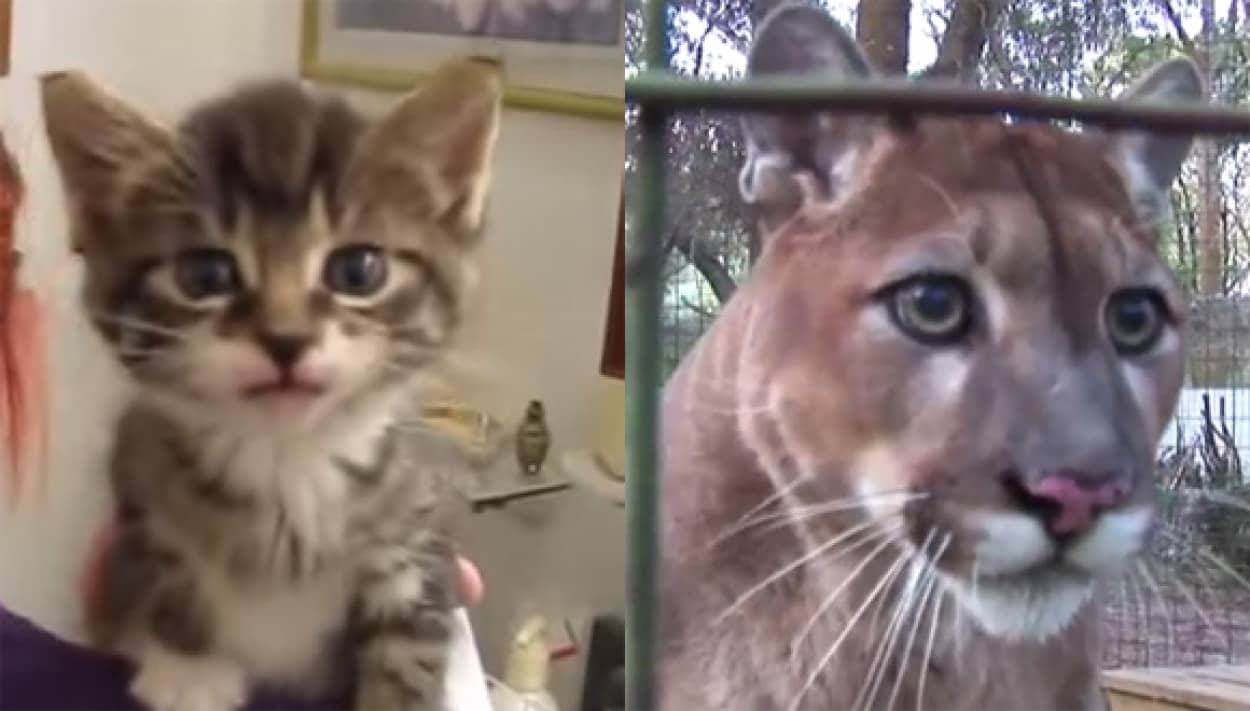 子猫の ミャーォ とピューマの ワーォ を聞き比べてみるの会 カラパイア 子猫の ミャーォ とピューマの ワーォ を聞き比べてみるの会 カラパイア