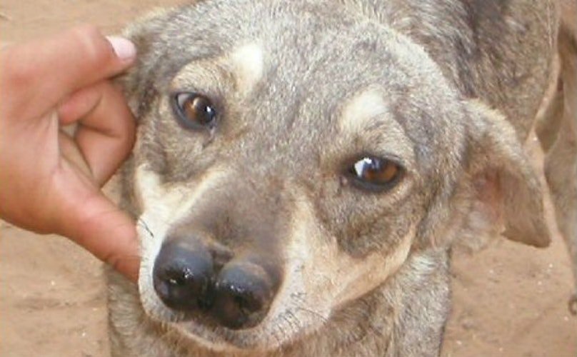 鼻が2つに分かれている珍しい犬、ダブルノーズド・アンディアン・タイガー・ハウンド