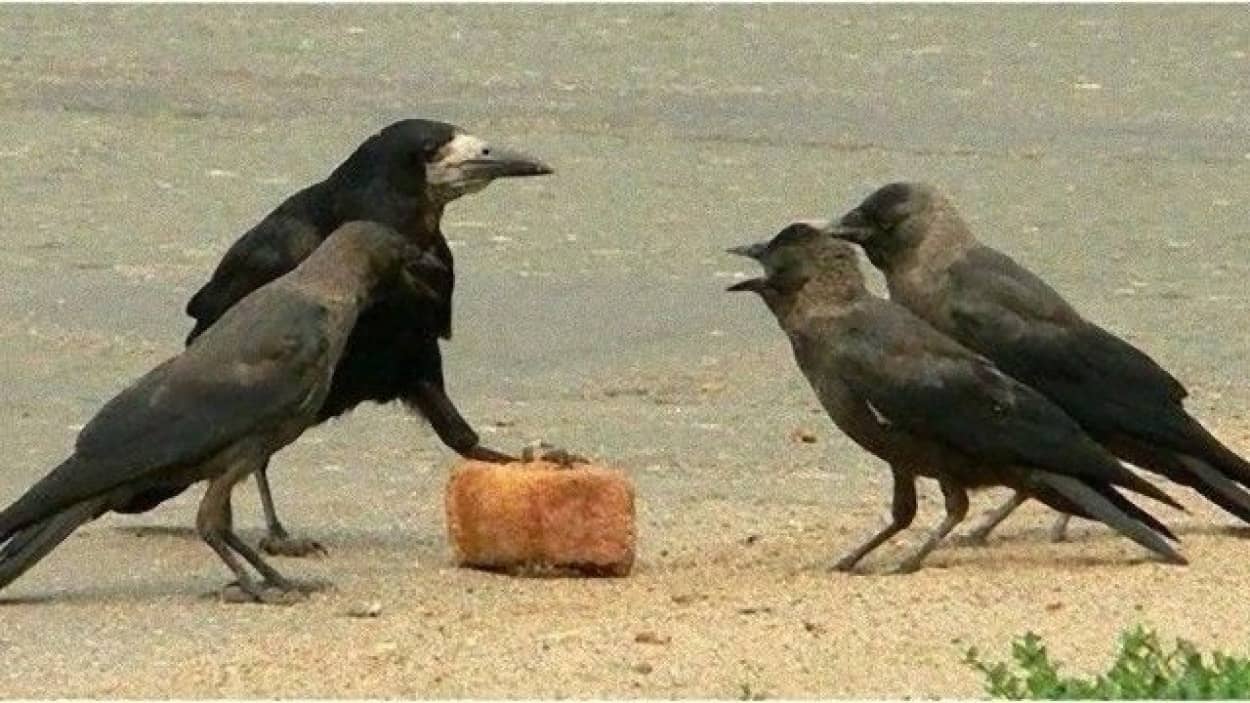 crow-1_e