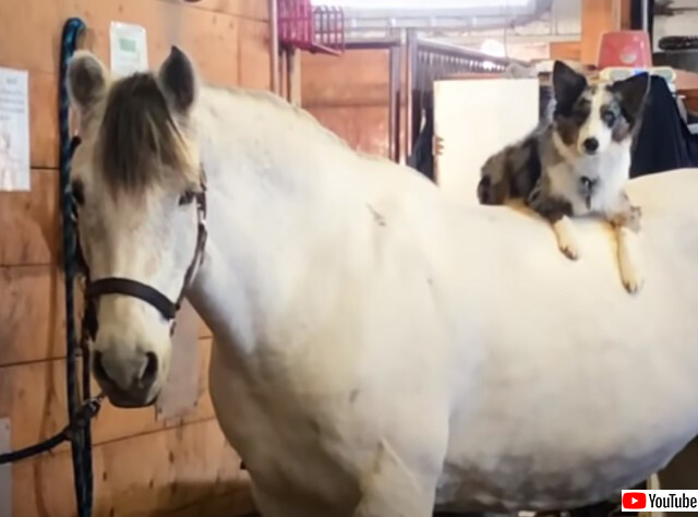 特別な絆で結ばれた犬と馬。ずっと背中に乗ったまま降りようとしない犬