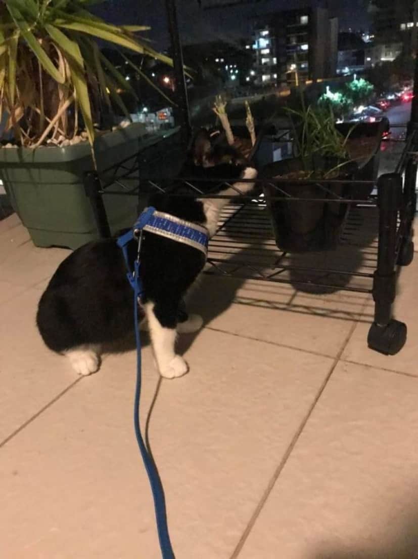 ベランダに出さないって言ったらうちの猫が死んだふり始めたんだけど 猫のダダこねに関する海外の反応 カラパイア