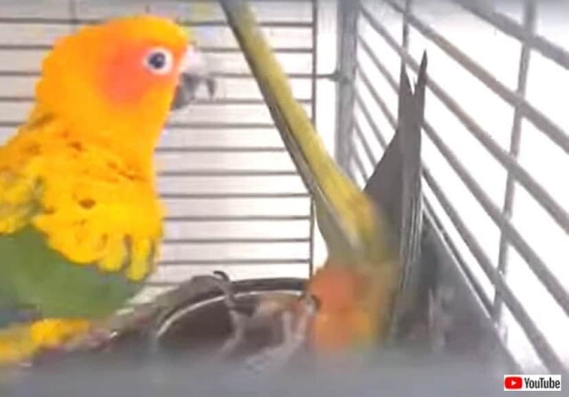 心臓に悪い インコがひっくり返っている ビックリして声をかけてみた結果 カラパイア