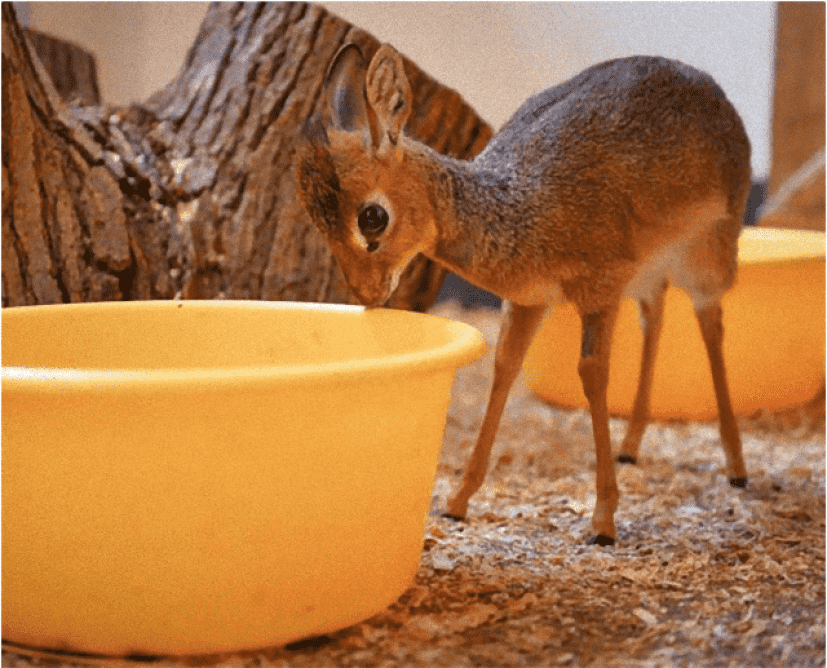 dikdik1_e