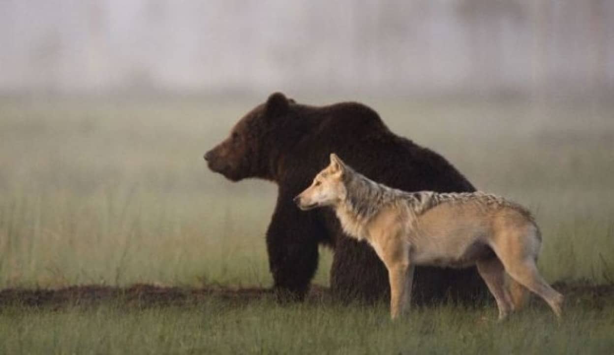 オオカミとクマが最強タッグを組んだ 共に寄り添い餌を分け合って食べるオオカミとクマのカップル カラパイア
