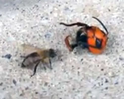 オオスズメバチの生首にギョっとするミツバチが愛くるしい カラパイア