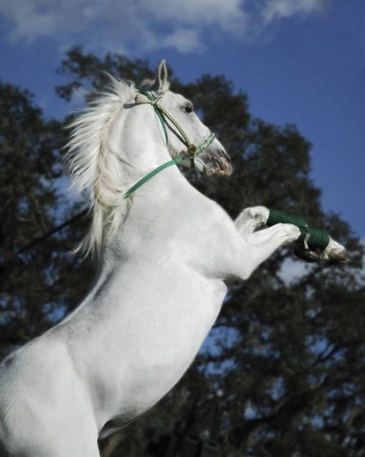 イケメン 動物 馬