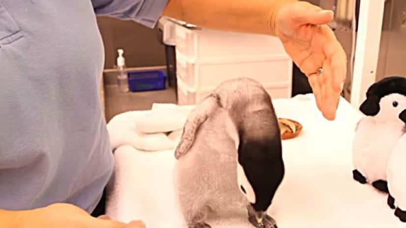 ぬいぐるみかよ ふかふかコウテイペンギンの赤ちゃんが可愛すぎる カラパイア ぬいぐるみかよ ふかふかコウテイペンギンの赤ちゃんが可愛すぎる カラパイア
