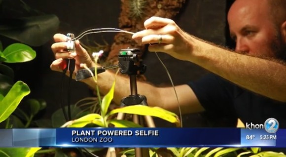plant3_e