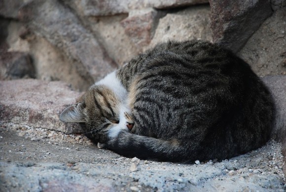 cat1_e0
