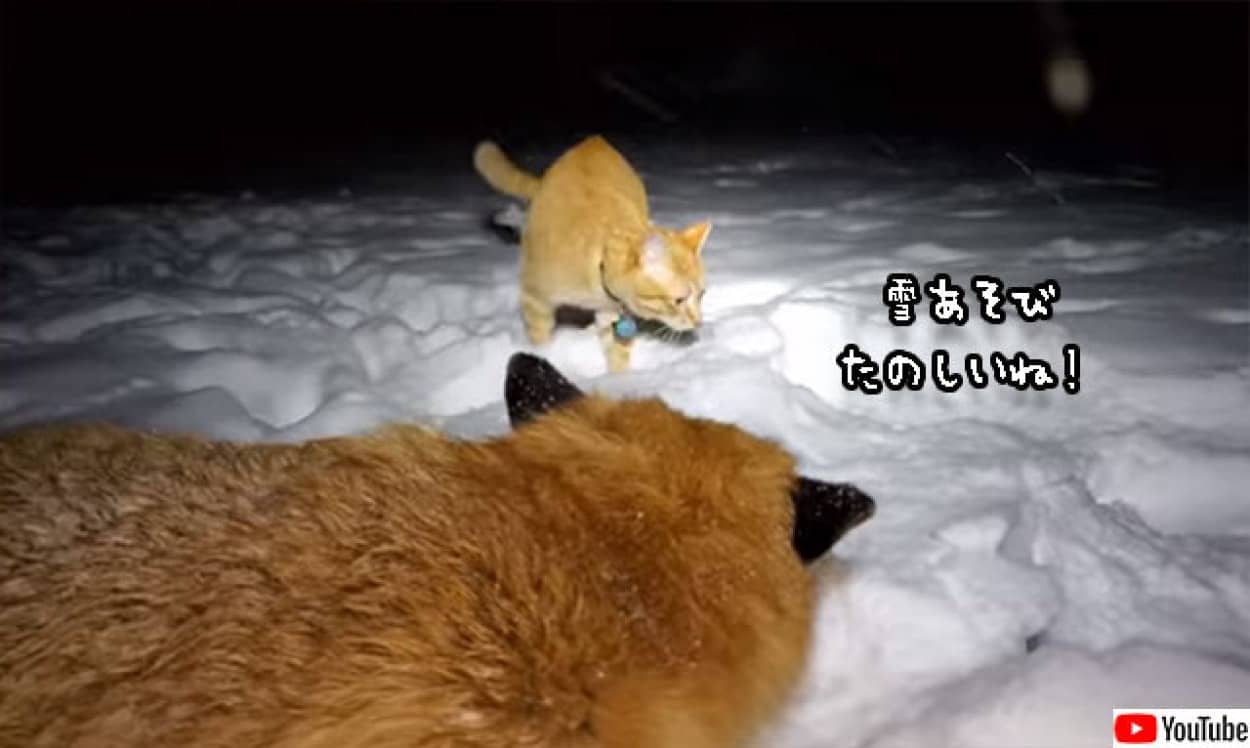 雪遊びを楽しむキツネ、猫、犬