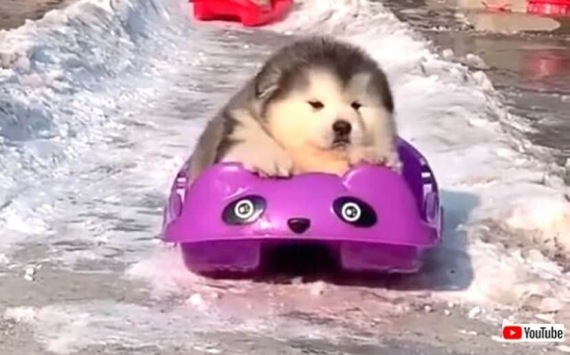 可愛い に季節なんて関係ない キュート過ぎるもこもこマラミュートの子犬たち カラパイア