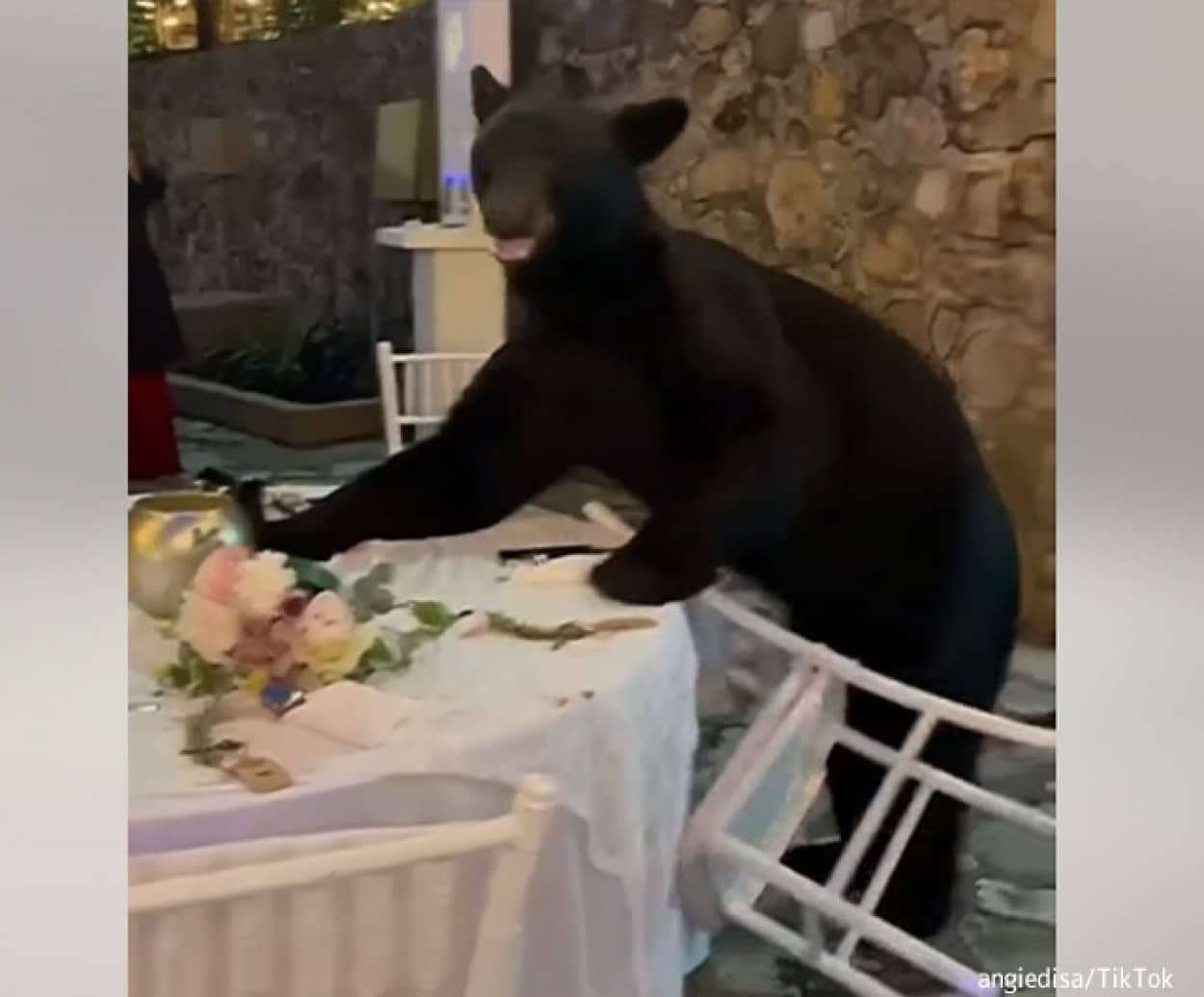 結婚式にクマが乱入