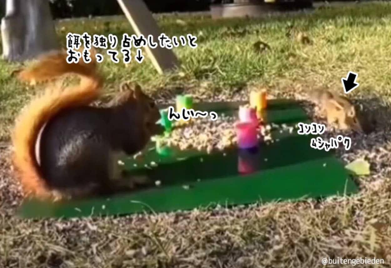餌を独り占めしたいリスの面白動画