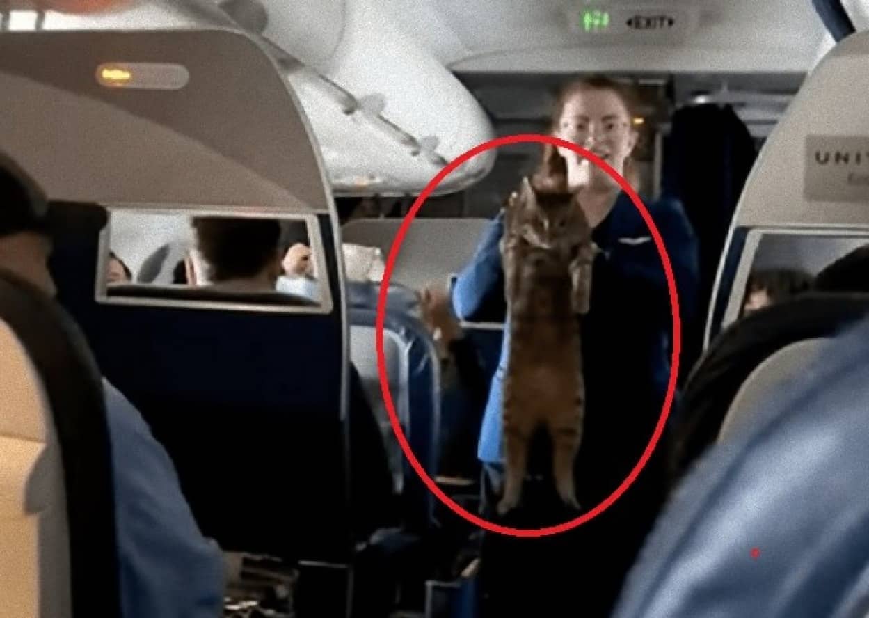 客室乗務員が機内で猫の飼い主探し