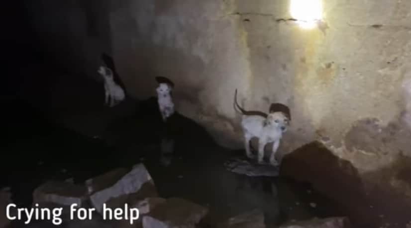 puppies_e
