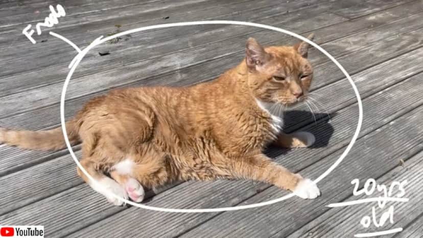 歳の愛猫のために階段昇降機を自作した飼い主 カラパイア 歳の愛猫のために階段昇降機を自作した飼い主 カラパイア