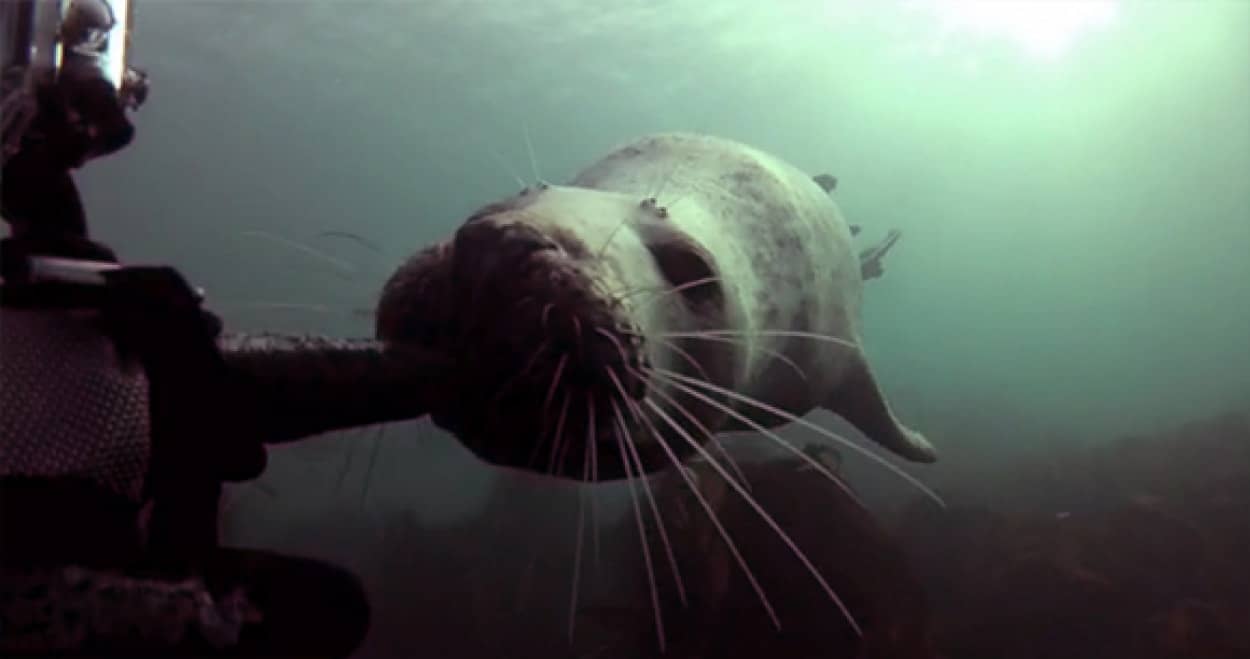 もう猫にしか見えない 人懐こいアザラシがダイバーにモフを強要する様が猫化している カラパイア