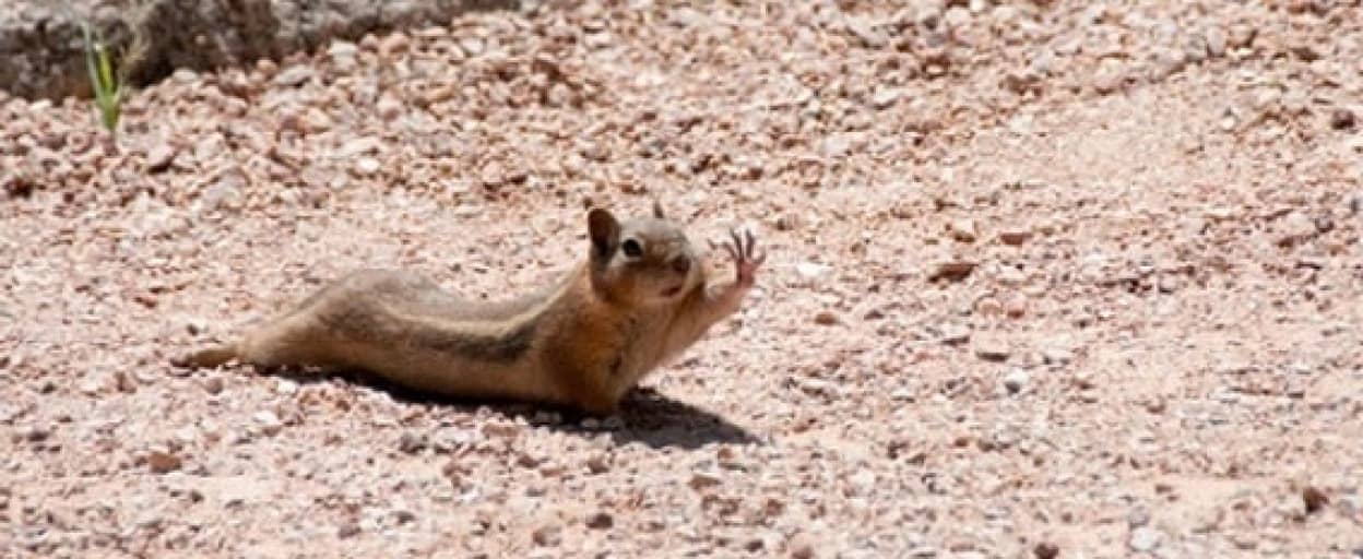 アバヨ 手をあげてグッバイする動物たちの画像 カラパイア