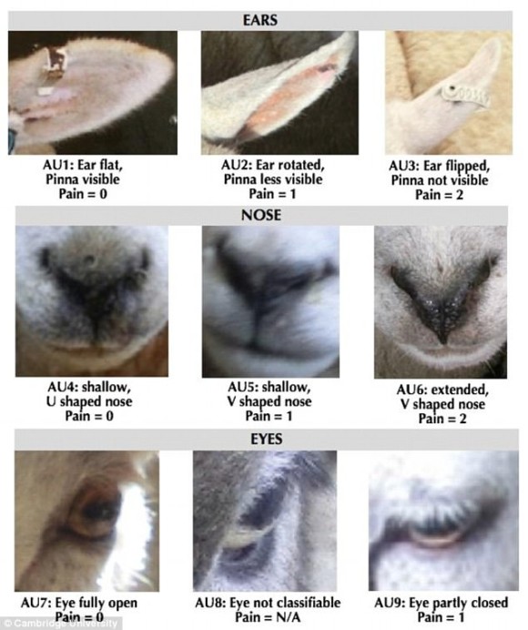 羊の表情を解析してその苦痛を判別するaiが開発される 英研究 カラパイア