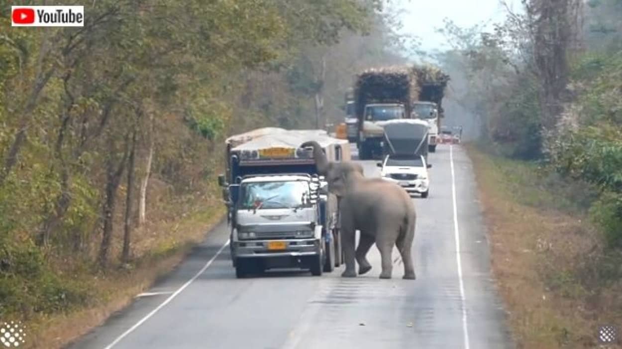 今ここ検問中だから タイではゾウがトラックを止めて積み荷を検査するらしい カラパイア