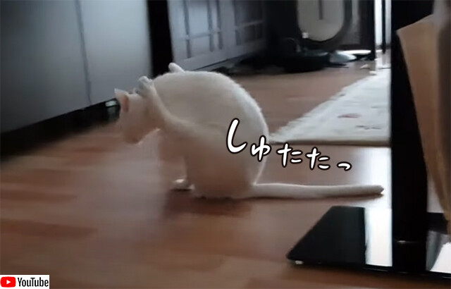これどんな競技？お尻を床につけながら前脚だけで移動する猫