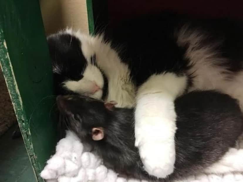 犬 猫 ネズミ 絆が凄い 仲良しすぎて一緒に引き取り手を募集しなければならなかった異種3匹トリオ アメリカ カラパイア 犬 猫 ネズミ 絆が凄い 仲良しすぎて一緒に引き取り手を募集しなければならなかった異種3匹トリオ アメリカ カラパイア