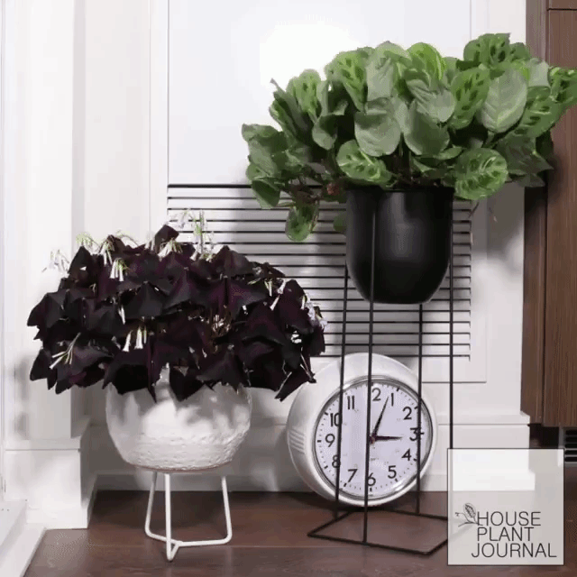 Houseplant-Occupying-Themselves