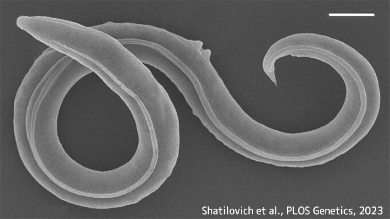 シベリアの永久凍土で4万6000年眠っていた線虫が復活