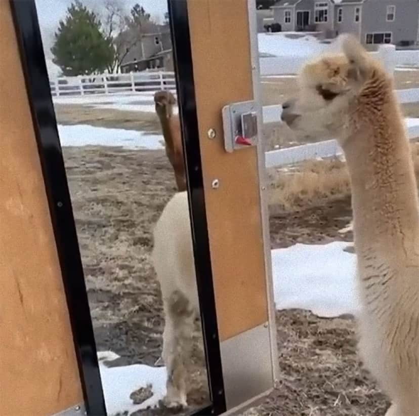 あらやだかわいい 鏡に映った自分を探すアルパカのいる風景 カラパイア