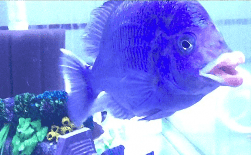 セクシーすぎる唇 キスされてみたい魚ナンバーワンかもしれない ミスター キッサブル カラパイア