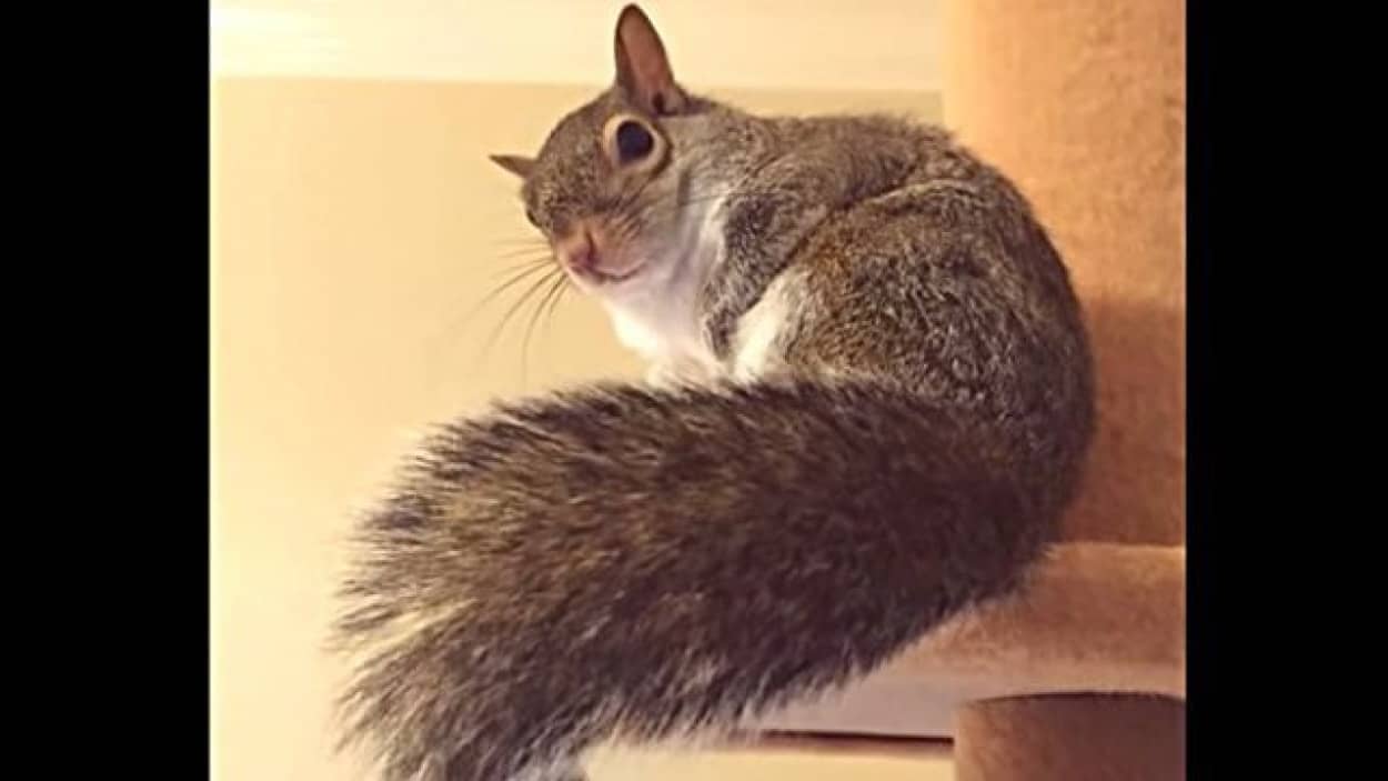 このしっぽ モフりたい人寄っといで ハリケーンから救われたリスの子が今やネットアイドルに カラパイア