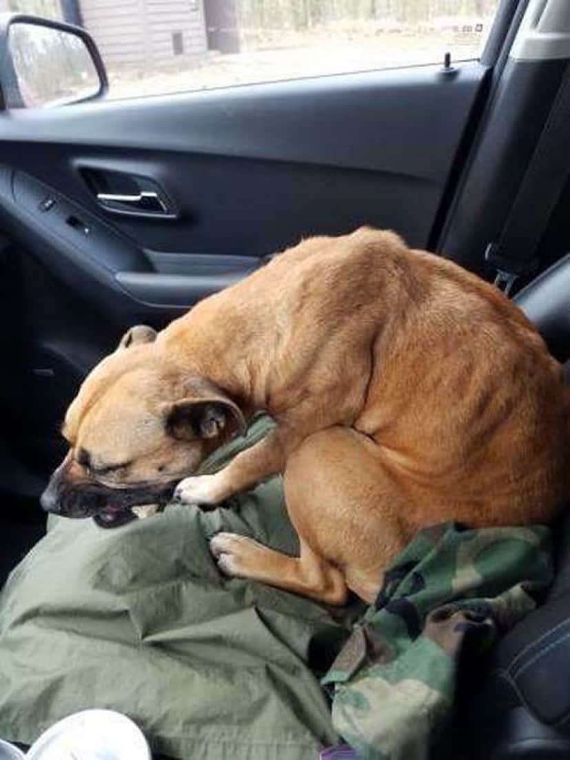 車を停車させゴミ捨てから戻ると ガリガリに痩せた犬が助手席に座っていた ここから始まる犬の物語 アメリカ カラパイア 車を停車させゴミ捨てから戻ると ガリガリに痩せた犬が助手席に座っていた ここから始まる犬の物語 アメリカ カラパイア