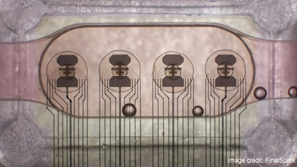 ヒトの細胞を培養して作ったミニ脳を16個つなげて”生きたコンピュータ"を開発