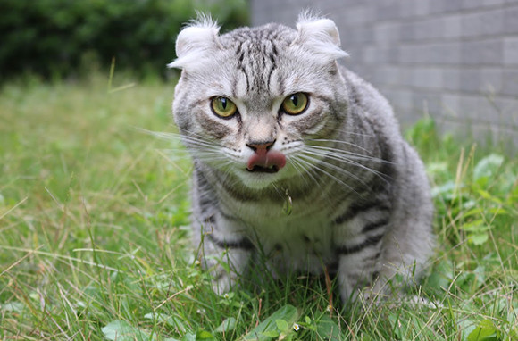 18年 海外で人気の猫の名前トップ10が発表される カラパイア 18年 海外で人気の猫の名前トップ10が発表される カラパイア