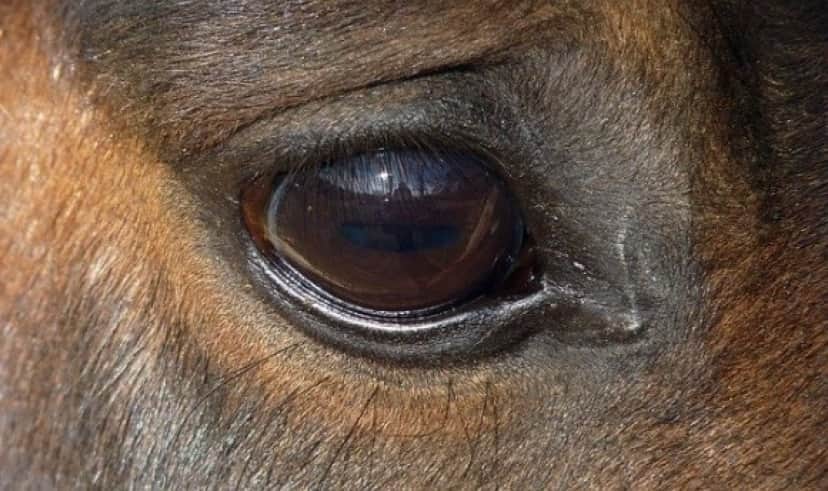 horse-1812325_640_e