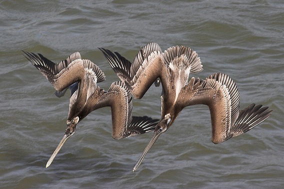 synchronized swimming animals 18
