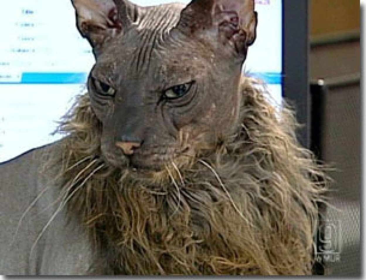 ハゲなのにに胸毛ボーボー ぶさかわ猫の アグリーバットキャット くん人気急上昇 カラパイア ハゲなのにに胸毛ボーボー ぶさかわ猫の アグリーバットキャット くん人気急上昇 カラパイア