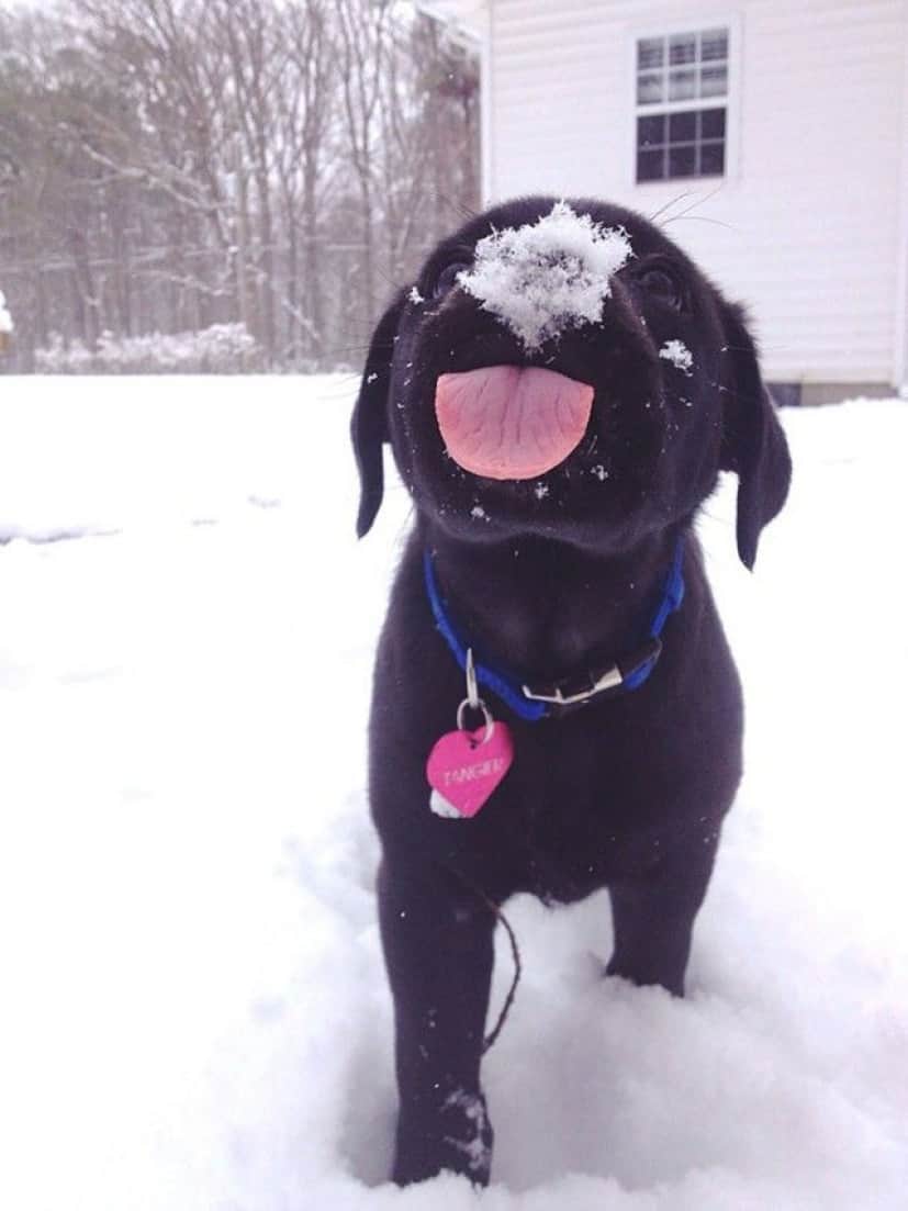 寒い 冷たい おもしろい 初めて雪を見た動物たちの反応を詰め合わせでお楽しみください カラパイア