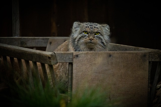 pallass-cat-7570249_640