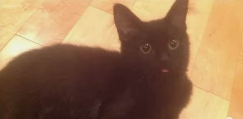 cat1_e