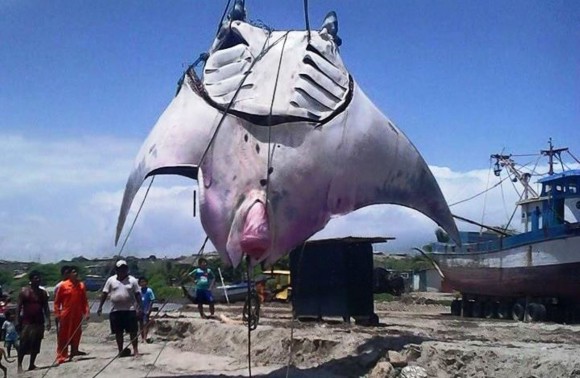 お おおきいです 幅8メートル 体重１トン超えの巨大エイが水揚げされる ペルー カラパイア