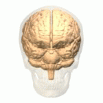 Angular_gyrus_animation_small