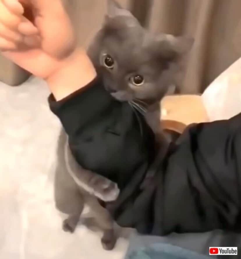 funniestcats5_640