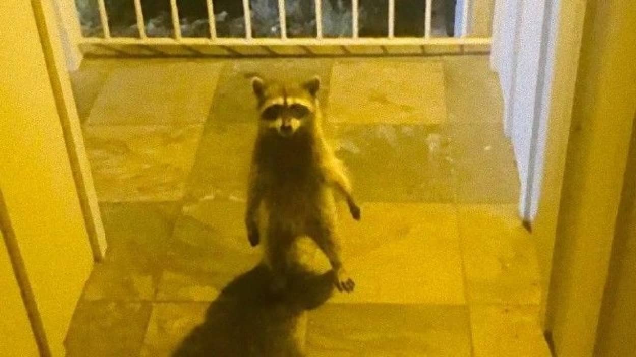 玄関前に小さなアイツがいた 家に帰ったら仁王立ちで待ち構えていたものとは カラパイア