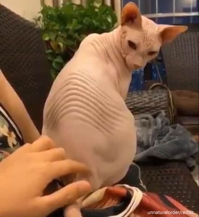 猫の尻尾の付け根の部分を触ると皮膚はどのような動きをするのか ほぼ無毛の猫 スフィンクスで実験してみた カラパイア 猫の尻尾の付け根の部分を触ると皮膚はどのような動きをするのか ほぼ無毛の猫 スフィンクスで実験してみた カラパイア