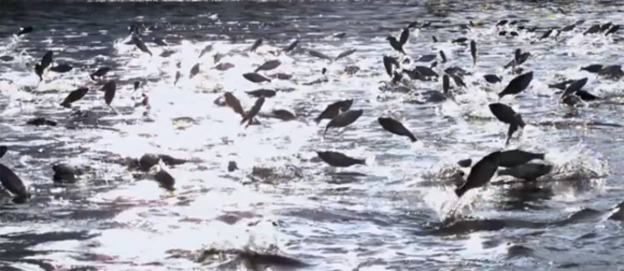 養殖場から脱出した魚たちにおきた奇妙な現象 集団ジャンプ カラパイア 養殖場から脱出した魚たちにおきた奇妙な現象 集団ジャンプ カラパイア