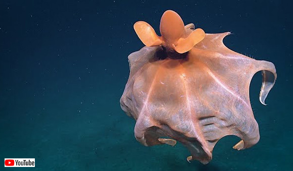 深海の生物ってやっぱりすごい！ヒラヒラと舞うその姿はまさに異星クリーチャーなタコが撮影される（アメリカ）