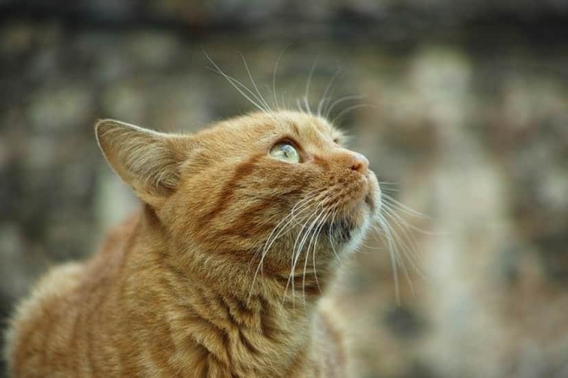 cat-2592570_640